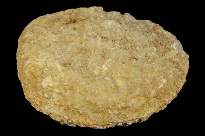 Silurain Fossil Sponge (Astraeospongia) - Tennessee #174239